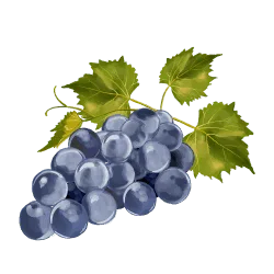 grape